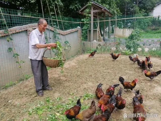 山阳县芦垣沟村：“生态鸡”养出“致富经”