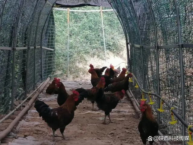 致富经鸡粪养猪_鸡粪养猪视频_鸡粪做饲料养猪的成功案例