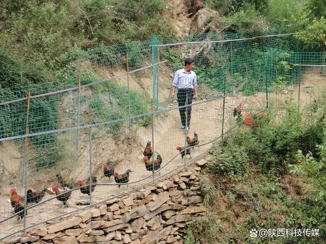 鸡粪做饲料养猪的成功案例_致富经鸡粪养猪_鸡粪养猪视频