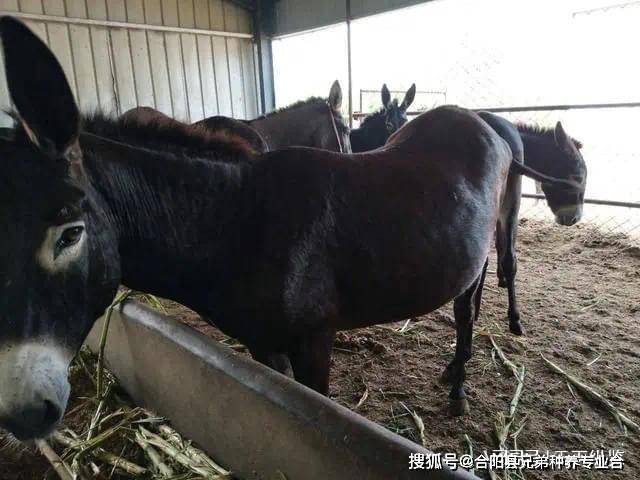 农村养殖：一个适合穷人致富的项目，20头年收入8万元，比打工强