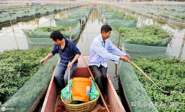 黄鱔养殖技术_土鸡养殖全程技术_养殖蛋鸡技术视频