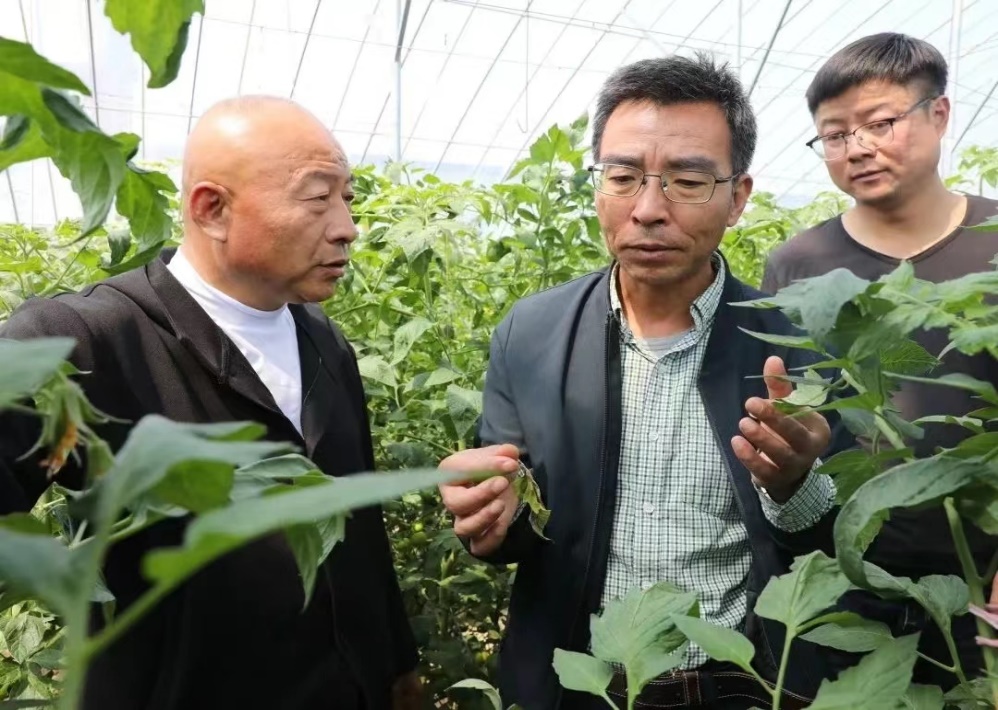 农村致富新项目种植业_致富种植农业项目名称_致富项目 农业种植