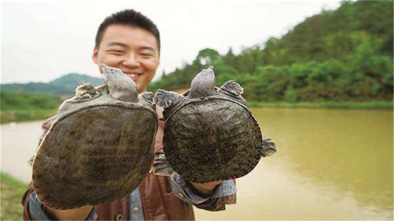 广东野生甲鱼养殖技术_野生养殖广东甲鱼技术与管理_广东养殖甲鱼多少钱一斤