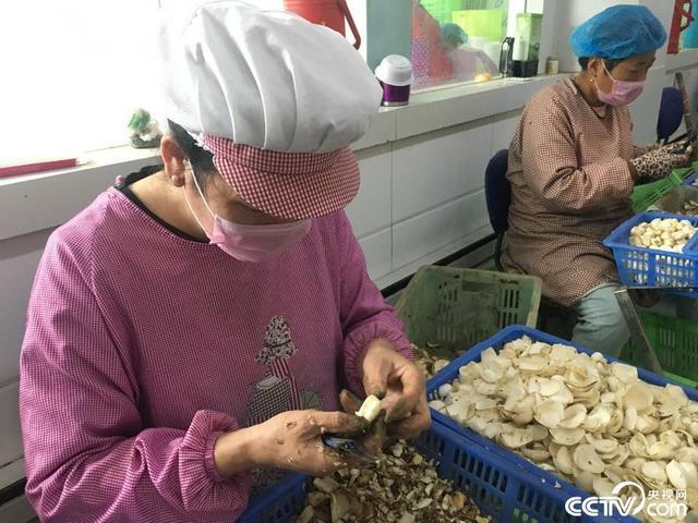 甘肃张掖制种基地_张掖适合种植的农作物_甘肃张掖种植致富