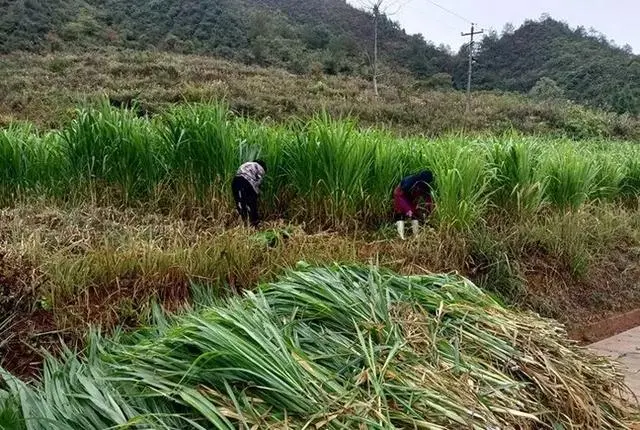 农村致富新项目养殖_致富 农村 养殖 种植_农村致富养殖项目大全