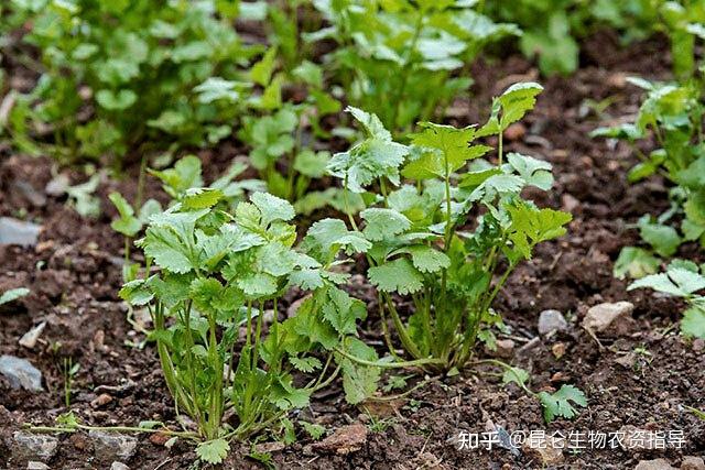 种植姜菜挖土技术要点_种植姜菜挖土技术视频_菜姜种植技术挖土