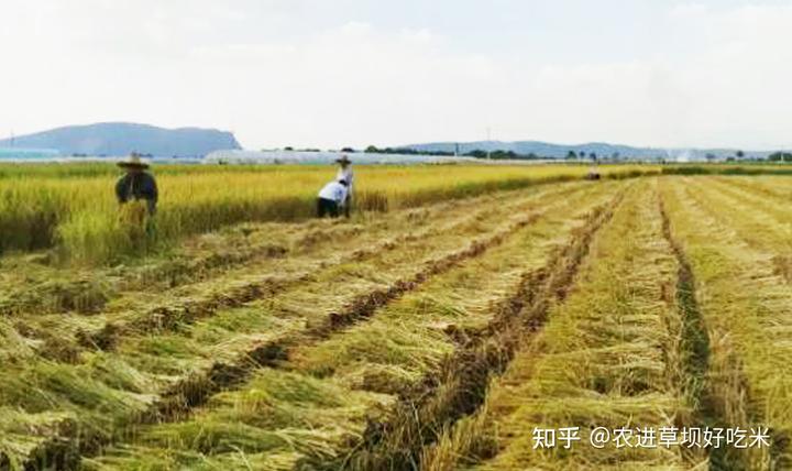 致富经大米_大米致富机有什么功能_致富经有机大米