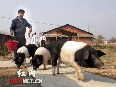 首届金猪运动会17日举行中国四大名猪齐聚宁乡