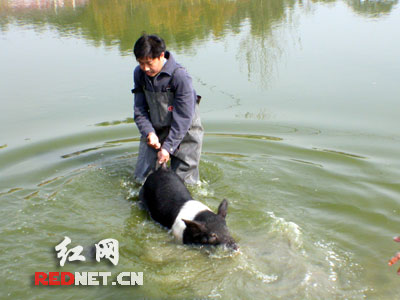 首届金猪运动会17日举行中国四大名猪齐聚宁乡