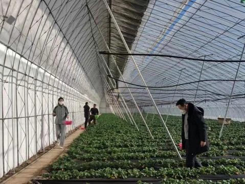 农村致富项目种植业_致富种植农业项目简介_致富项目 农业种植