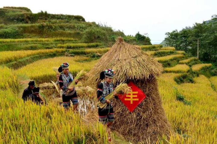 致富经大米_致富经有机大米_致富经大米发现财富