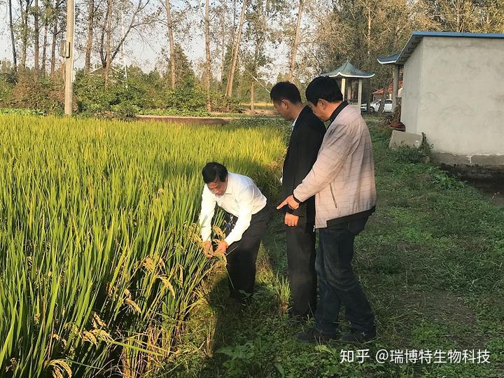 如何种植有机米？黑老虎帮你种出绿色生态有机大米！