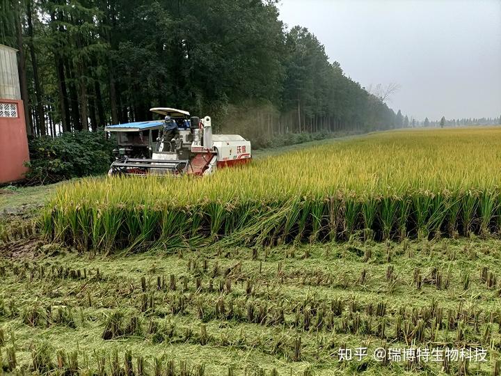 大米致富机有什么功能_大米致富机有什么作用_致富经有机大米