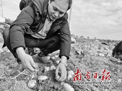 紫署的高产种植技术_种植紫薯有什么高产的办法_紫薯的高产种植技术视频