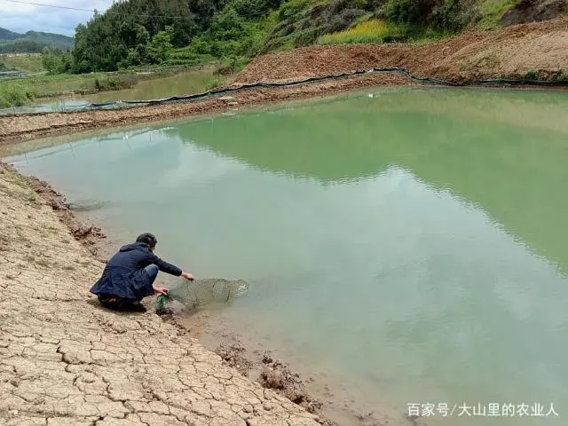 甲鱼生态养殖视频_水产养殖技术甲鱼养殖视频_养殖甲鱼的视频