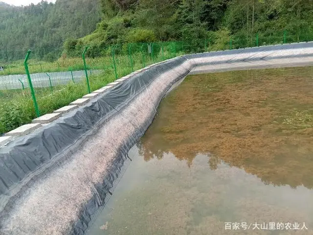 养殖甲鱼的视频_水产养殖技术甲鱼养殖视频_甲鱼生态养殖视频