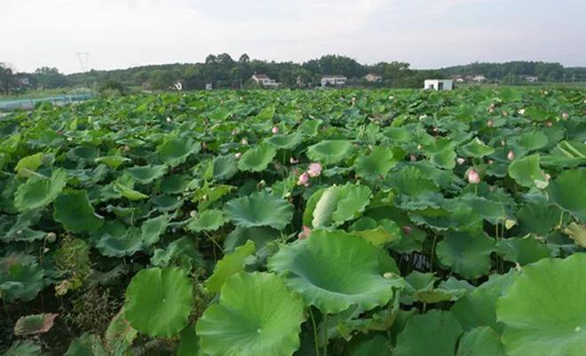 养殖甲鱼的视频_甲鱼生态养殖视频_水产养殖技术甲鱼养殖视频