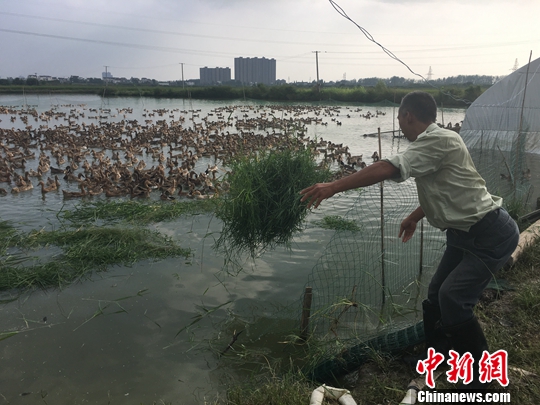 安徽本土版的脱贫致富经