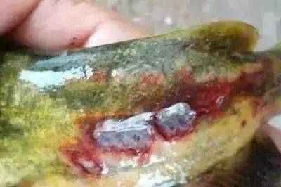 黄颡鱼养殖视频播放_黄颡鱼养殖致富经_致富养殖鱼黄颡鱼图片