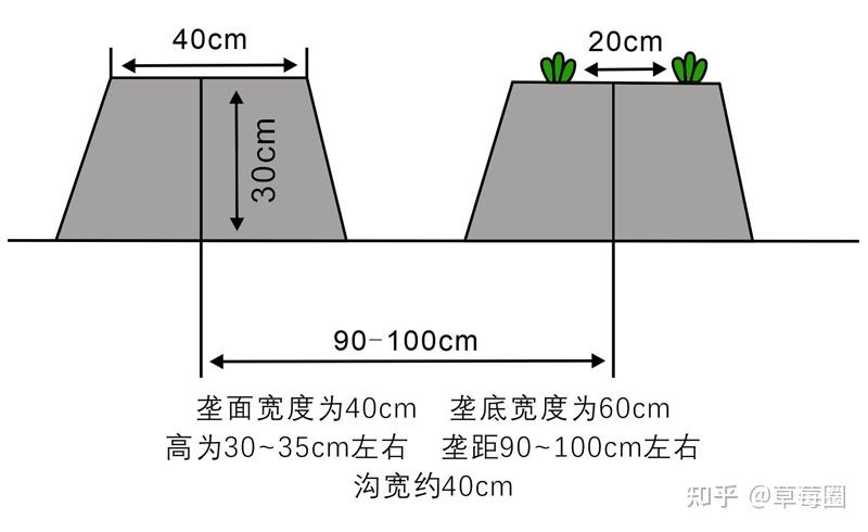 草莓移栽前有哪些注意事项及准备工作？这四个步骤很关键