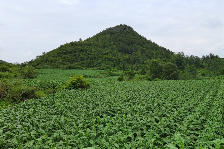 种植葡萄赚钱吗_种植葡萄致富_致富种植葡萄图片