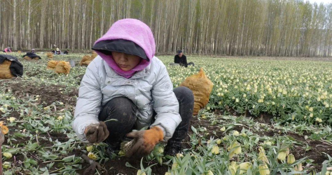 山东贝母种植技术_贝母种植条件_种植山东技术贝母怎么样