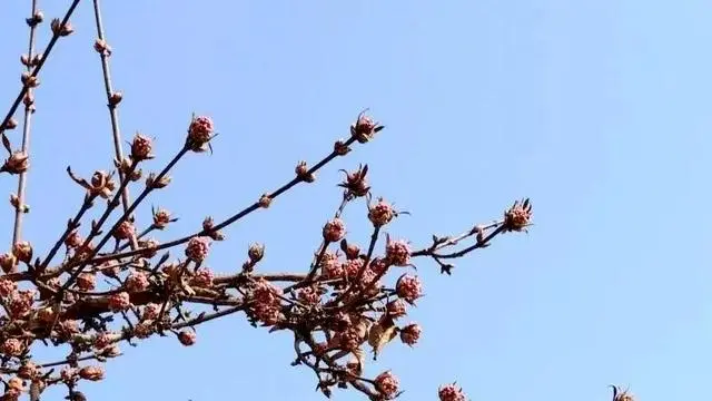 牡丹芍药种植致富_牡丹致富种植芍药可以吗_牡丹致富种植芍药怎么样