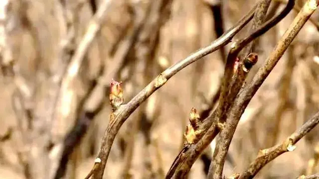 牡丹致富种植芍药可以吗_牡丹致富种植芍药怎么样_牡丹芍药种植致富