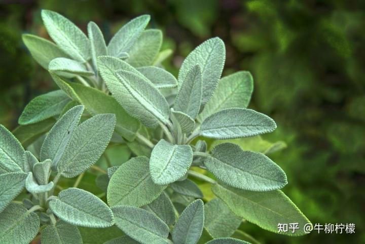 鼠尾草种植技术_鼠尾种植草技术视频_鼠尾草种植方法和注意事项