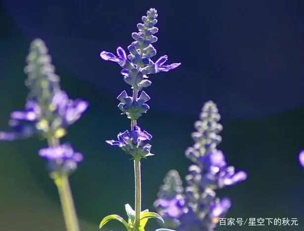 鼠尾草种植技术_鼠尾种植草技术要领_鼠尾种植草技术视频