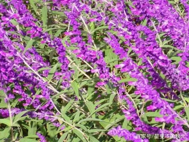 鼠尾种植草技术要领_鼠尾草种植技术_鼠尾种植草技术视频