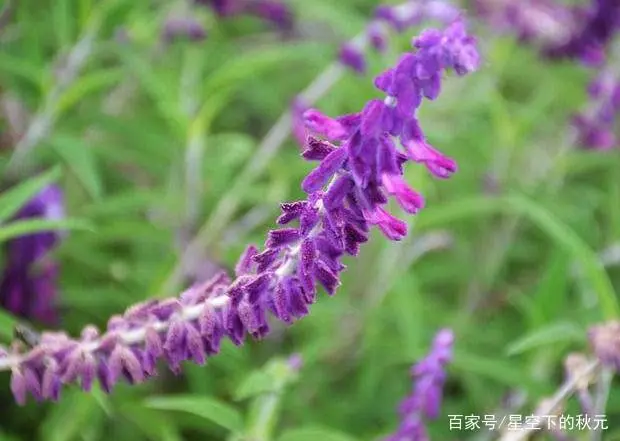 鼠尾种植草技术要领_鼠尾草种植技术_鼠尾种植草技术视频