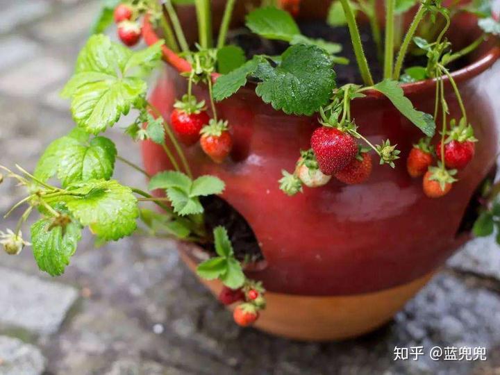 种植草莓技术教程视频_种植草莓技术_种植草莓技术哪里学