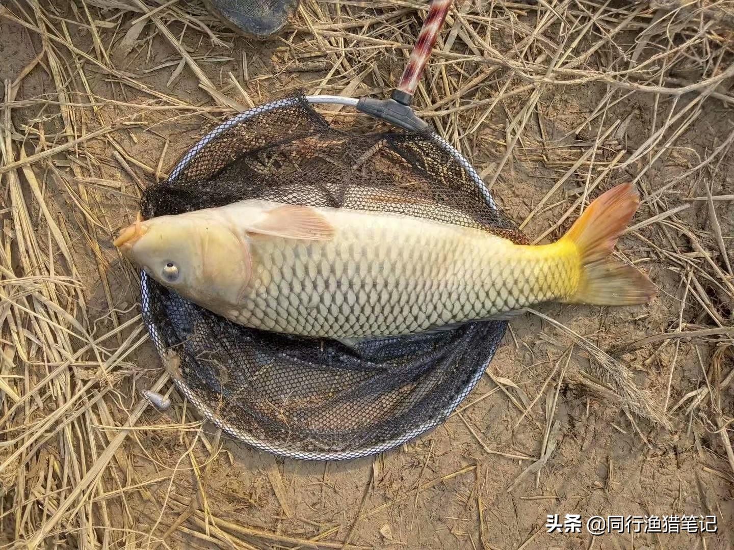 鲤鱼养殖规模技术规范_鲤鱼养殖规模技术要求_鲤鱼规模养殖技术