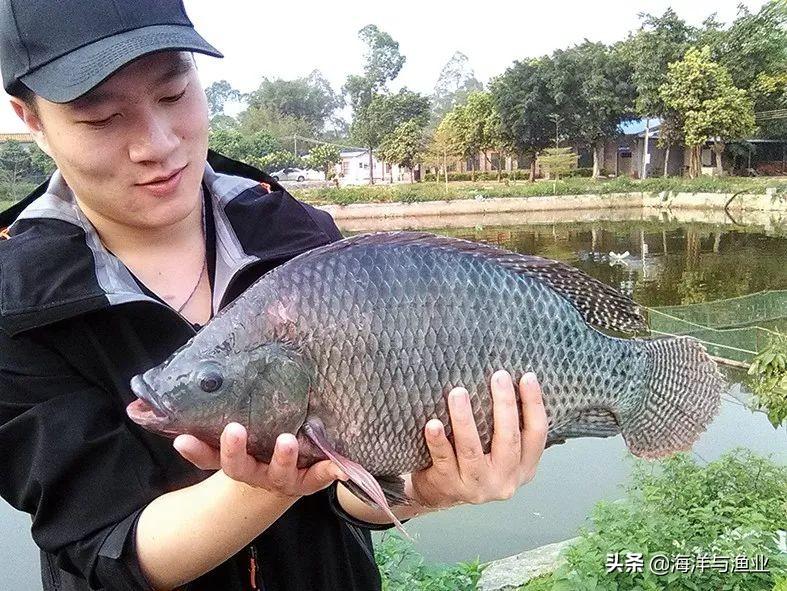 鲤鱼规模养殖技术_鲤鱼养殖规模技术规程_鲤鱼养殖规模技术要求