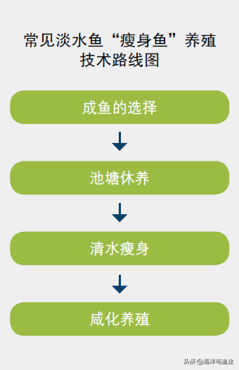 鲤鱼养殖规模技术规程_鲤鱼养殖规模技术要求_鲤鱼规模养殖技术