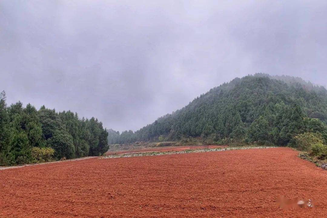 丹参种植带头致富_种植丹参的效益怎么样_丹参种植经济效益