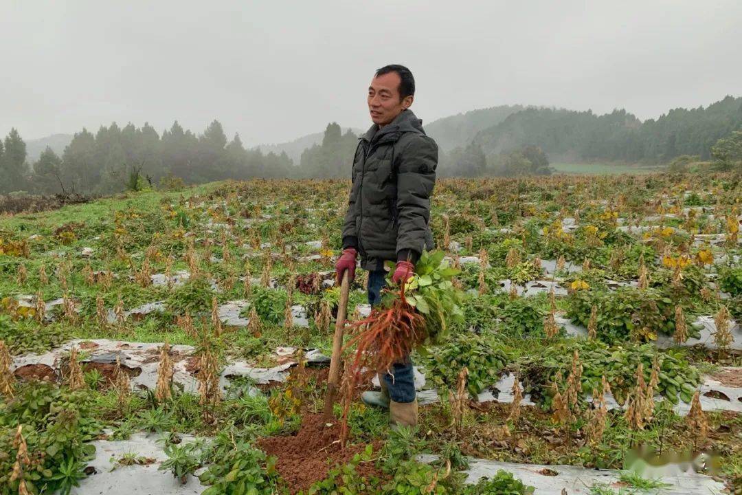 丹参种植带头致富_种植丹参的效益怎么样_丹参种植经济效益