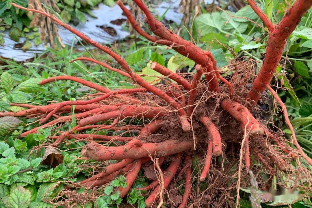 种植丹参的效益怎么样_丹参种植经济效益_丹参种植带头致富