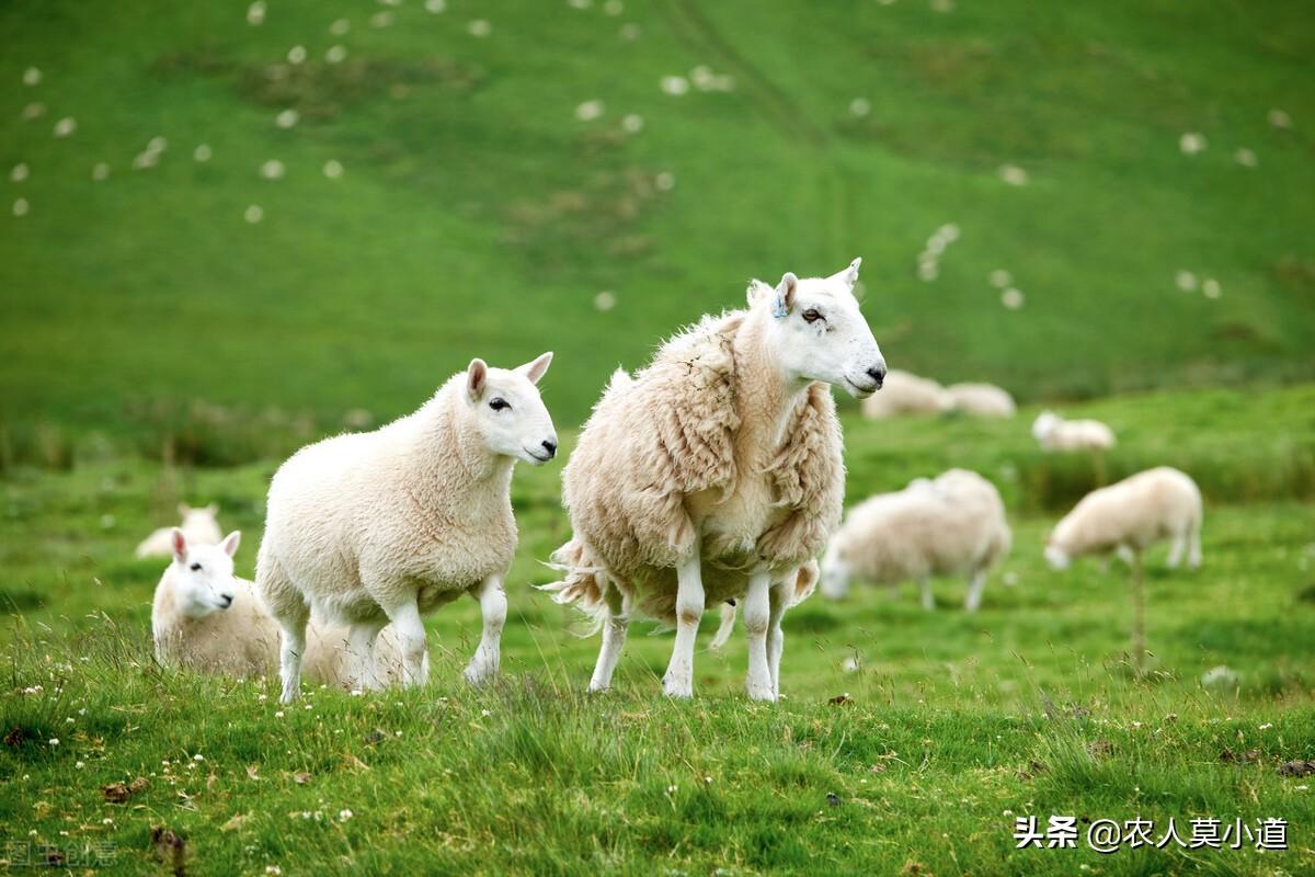 懒人赚钱方法，在山里放养100只羊，几年后再去收回来，行不行