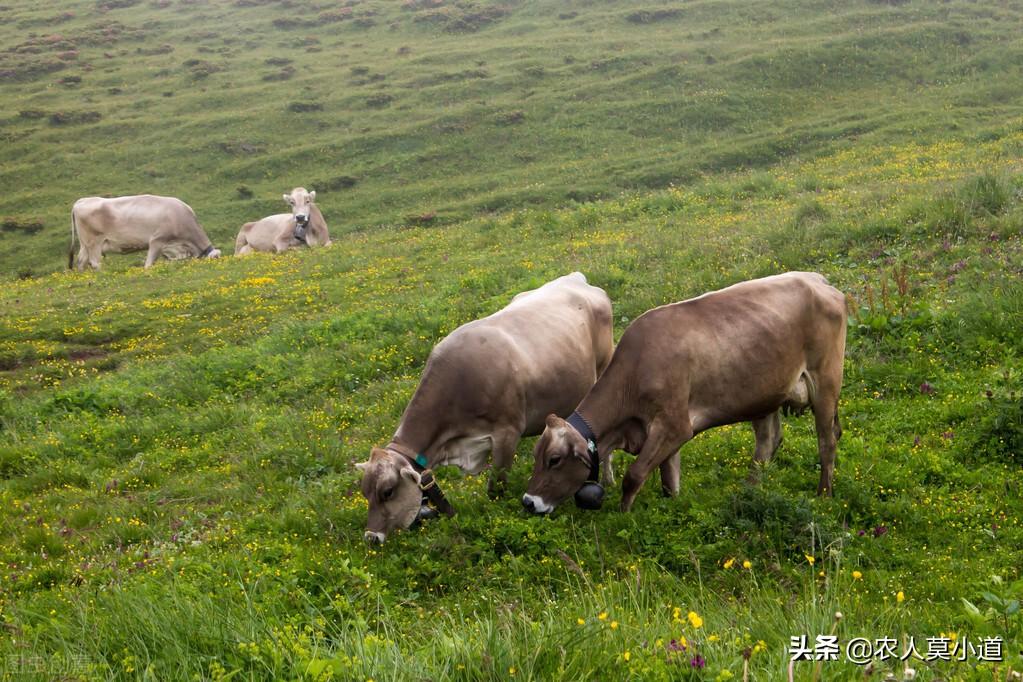 山区养殖致富方法_山区养殖什么比较赚钱_山区养殖业什么最赚钱农村