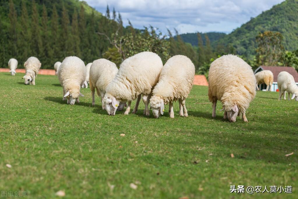 山区养殖什么比较赚钱_山区养殖致富方法_山区养殖业什么最赚钱农村