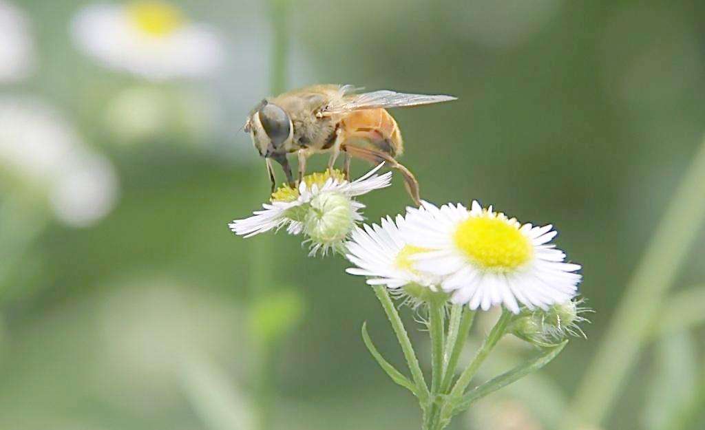 蜜蜂如何才能安全度夏?