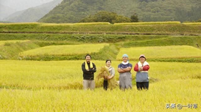 山区农民的致富之路：从传统种植到多元化发展