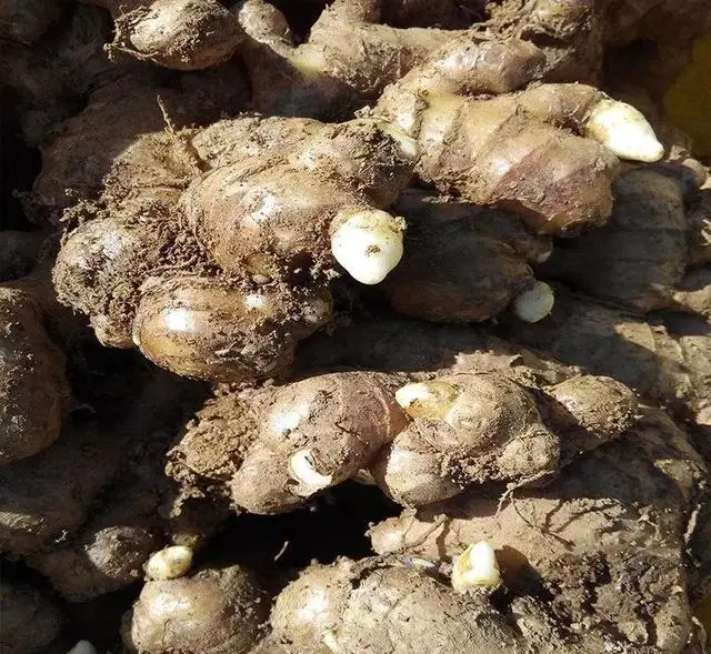 生姜种植致富热_生姜种植效益_致富经生姜种植技术视频