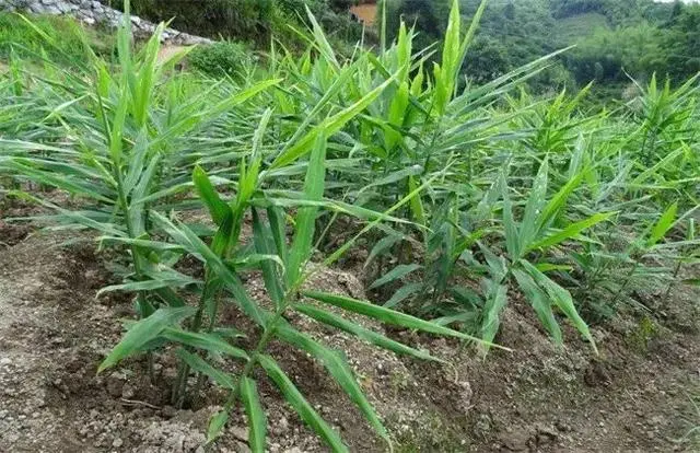 生姜种植效益_致富经生姜种植技术视频_生姜种植致富热