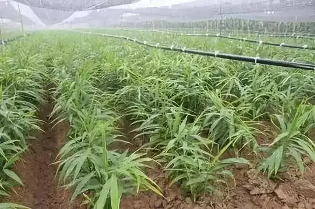 生姜种植效益_致富经生姜种植技术视频_生姜种植致富热