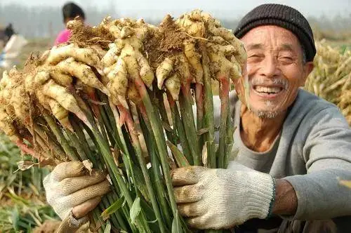 生姜种植致富热_生姜种植效益_致富经生姜种植技术视频