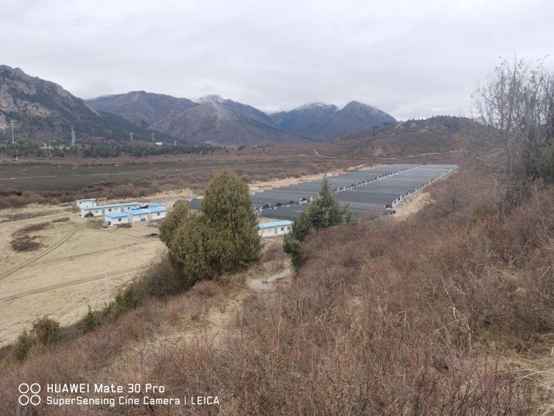 山东贝母种植技术_贝母种植技术视频播放_种植山东技术贝母怎么样