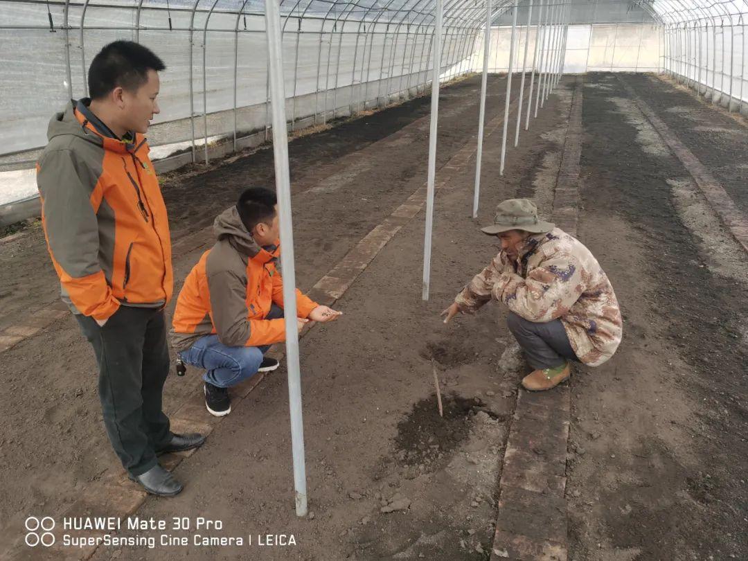 贝母种植技术视频播放_种植山东技术贝母怎么样_山东贝母种植技术